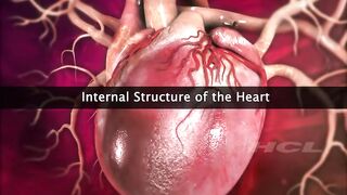 HCL Learning | Structure of the Human Heart#HCLLearning #StructureOfTheHumanHeart #Anatomy