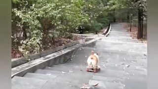 Funny video