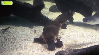 All About Mammals ???????????? - 5 Interesting Facts.