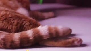 Cats Rave