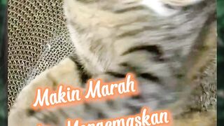 Makin marah makin mengemaskan