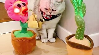 Cute Cats Compilation 4