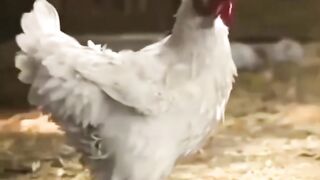 The chicken is clever