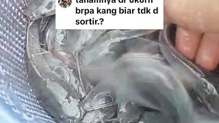 Budidaya lele tanpa SORTIR itu MUSTAHIL