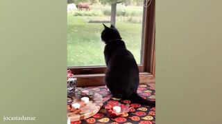 When These Cats Can Speak English Better Than Hooman ???? Funny Cats 2024