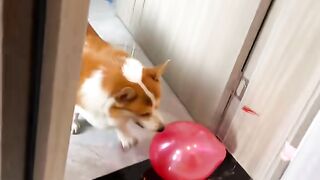 Smart dog