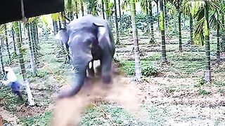 When Animals Go On A Rampage And Got Caught On Camera