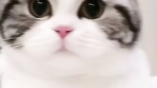 Cute cat