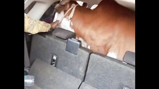 Cow Sitting in a Car