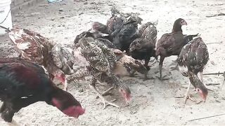 Moroosi