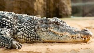3 facts about crocodiles
