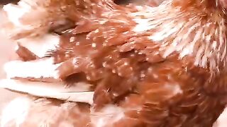 Golra golra