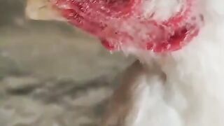 The beak of a parrot ll parrots