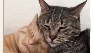 Pasangan kucing romantis