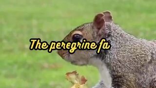 Animal Facts     Peregrine Falcon Speed  #shorts