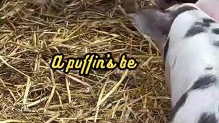 Animal Facts     Puffin Beak Color     #shorts