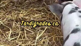 Animal Facts     Tardigrade Extreme Temperature     #shorts
