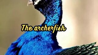 Animal Facts    Archerfish Accuracy      #shorts