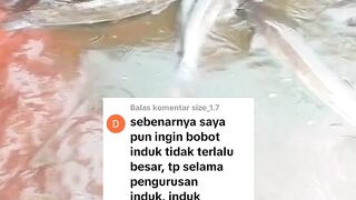 Ini alasan kenapa saya lebih suka INDUK LELE ukuran kecil
