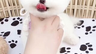 Cute Baby Dog