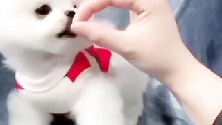 Baby dog