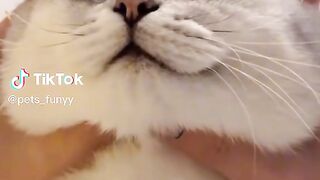 funny cats