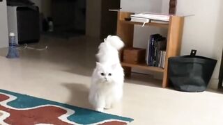 Cute persian cat