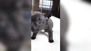 Cute Baby Dog #2