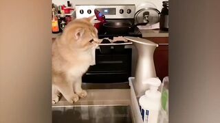 Cats and doges