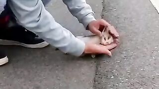 Great_Kitten_rescue! 2023