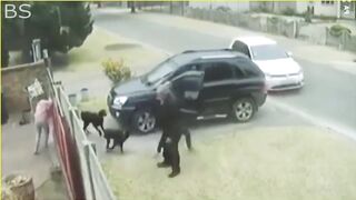 animals hero