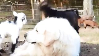 Dog and lamb