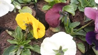 Pansy F1