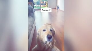 what is funniest dog videos.how is the funniest dog videos,muhammad javed