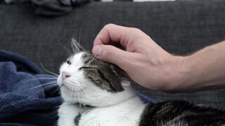 Viral cat 0104