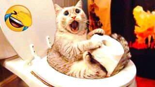 Laugh Overloads - Funniest Cats and Dogs Part 5