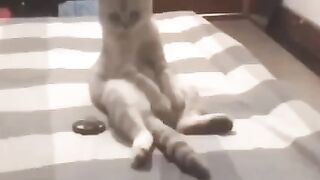 Cat videos