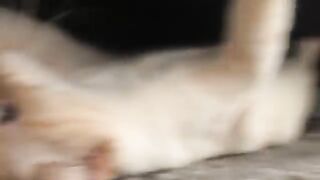 CATS BEING DODGY!