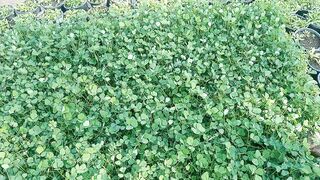 Qasuri methi growing pots