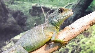 Hallucination Videos in Urdu (90% will Hallucinate while watching this )