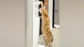 CATS BEING DODGY #2