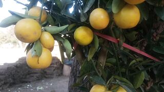 China lemon