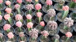 Cactus plant