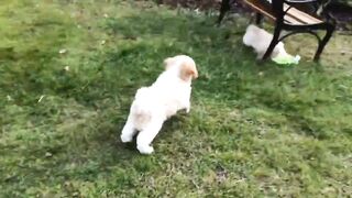 Cute puppies playing for fun!