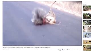AmazingSnakePythonKingCobraBigBattleInTheDesertMongooseAmazingAttackofAnimals