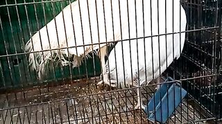 Birds in Karachi