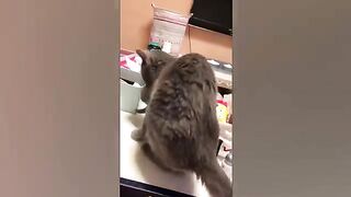 CATS BEING DODGY #3 COMPILATION