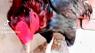 Beautiful Roster Home pets