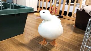 Quacking, Quacking my Duck on the door!