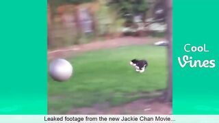 funny-cat--dog-vines-compilation-